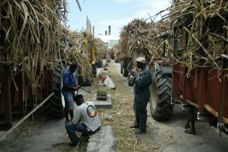 Des remorques pleines de canne à sucre devant la sucrerie de Grand-Anse à Grand Bourg sur l'île de Marie-Galante en Guadeloupe, le 12 Avril 2007  ( AFP / MARCEL MOCHET )
