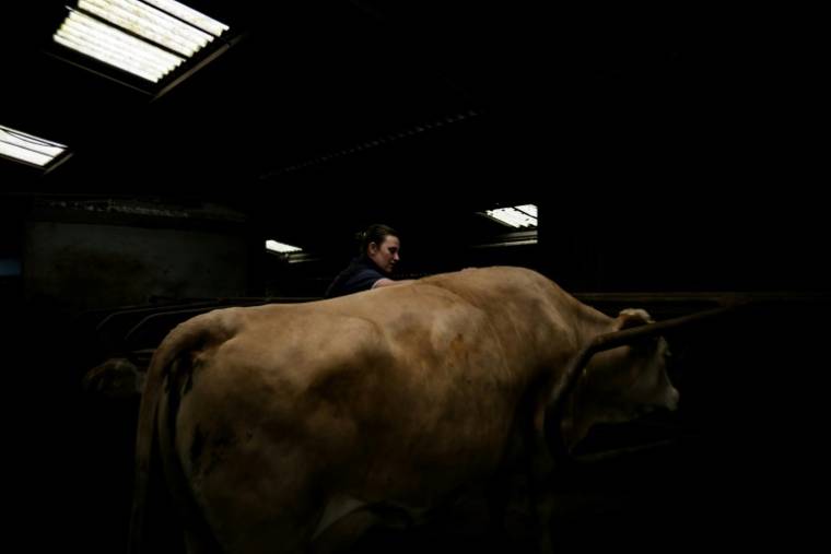 Melanie Flammarion Paillard prend soin d'une de ses vaches Simmentals, dans son exploitation de Haute-Marne, le 15 mai 2024 ( AFP / JEFF PACHOUD )