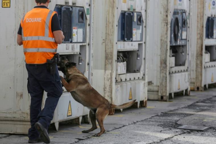 A dog sniffs a container during a customs inspection at the port of Antwerp on May 20, 2022 (AFP / Valeria Mongelli)