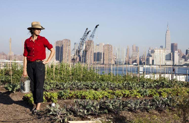 De plus en plus de villes mettent en place des projets d’agriculture urbaine crédit photo : Getty images