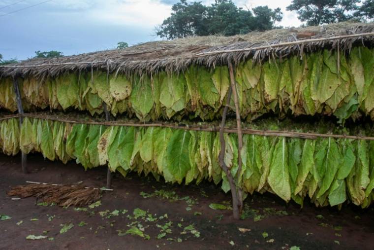 Des feuilles de tabac mises à sécher dans une plantation à Mlangali, le 8 avril 2022 au Malawi ( AFP / Amos Gumulira )