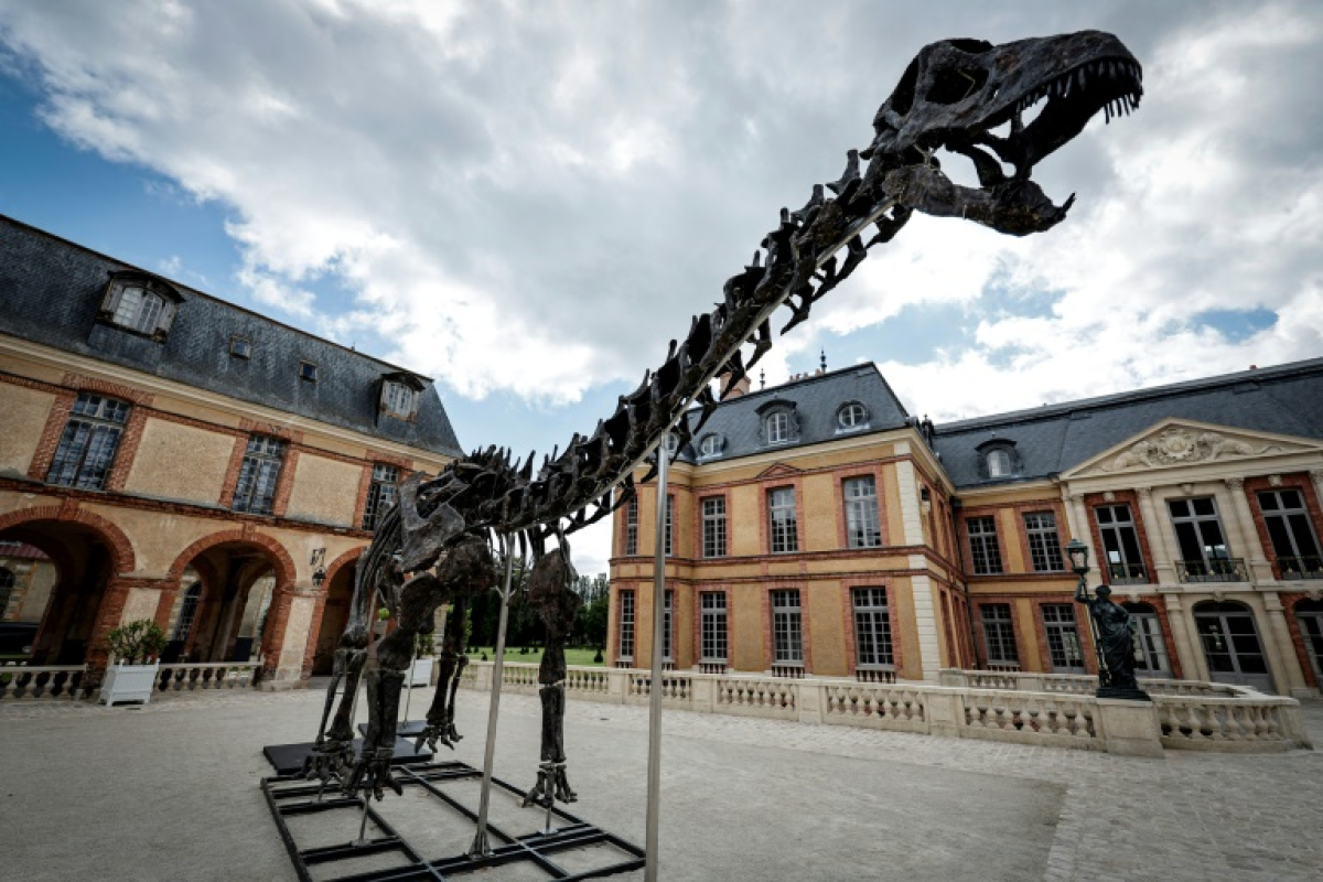 The largest dinosaur ever auctioned on display in a castle in Yvelines – 07/12/2024 at 2:04 p.m.