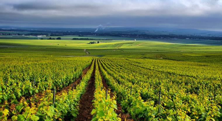 Vous pouvez investir dans les vignobles via les groupements fonciers viticoles (GFV). (© CC-Jean-Marc)
