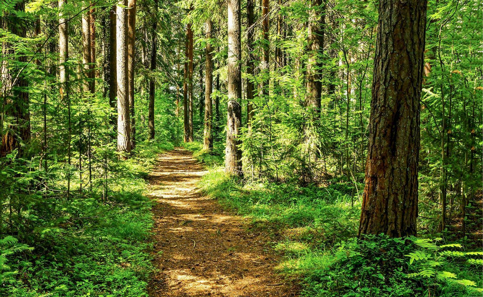 Investir dans les bois et forêts : une hausse nette des prix en 2018 -  Boursorama