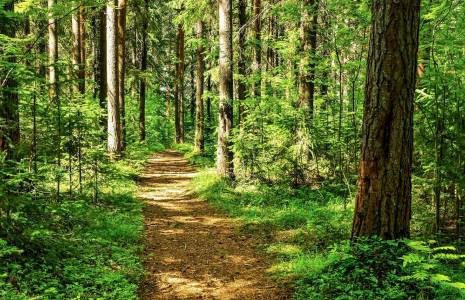 Investir dans une forêt peut vous permettre de réduire votre impôt sur le revenu ou votre IFI