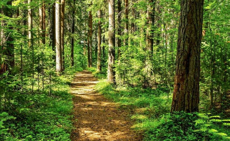 Investir dans une forêt peut vous permettre de réduire votre impôt sur le revenu ou votre IFI