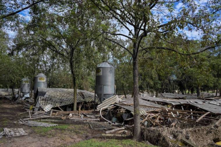 Granja Kunz, une ferme porcine détruite par les inondations de la rivière Forqueta, à Travesseiro, dans le Rio Grande do Sul State, au Brésil, le 21 mai 2024 ( AFP / Nelson ALMEIDA )
