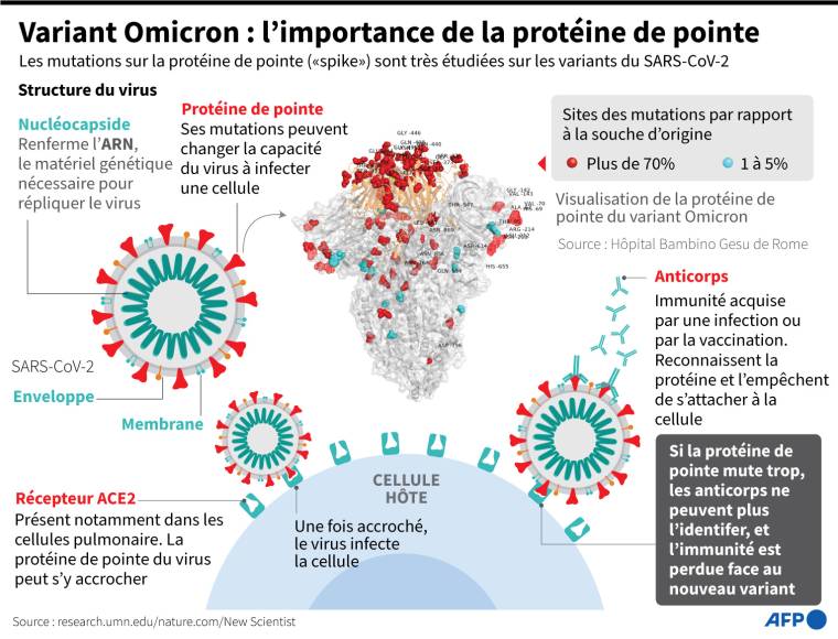 Variant Omicron : la protéine de pointe. ( AFP /  )