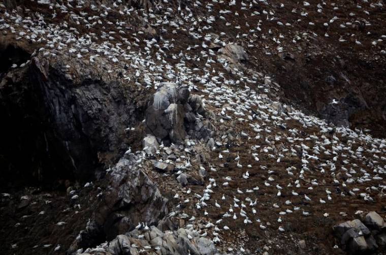 View of the northern gannet colony on Rouzic Island in the Sept-Iles archipelago