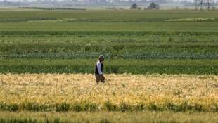 Un chercheur du Centre international de recherche agricole dans les zones arides (Icarda) dans un champ cultivé de la région de Marchouch, dans le nord-ouest du Maroc, le 18 avril 2024 ( AFP / FADEL SENNA )