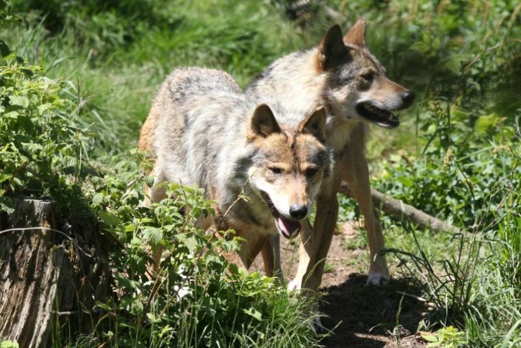 Après avoir été exterminé en France, le loup est réapparu au début des années 1990 en traversant les Alpes depuis l'Italie, et ses rangs ont progressivement grossi ( AFP / RAYMOND ROIG )