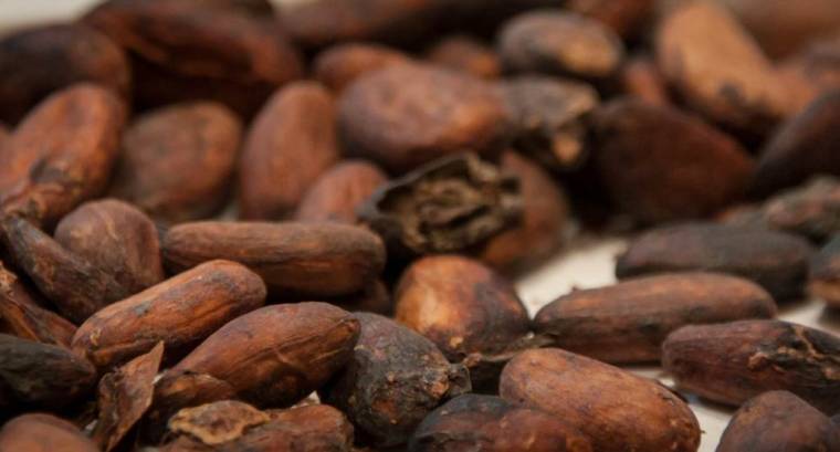 Des fèves de cacao. (© J. D. Hanrath)