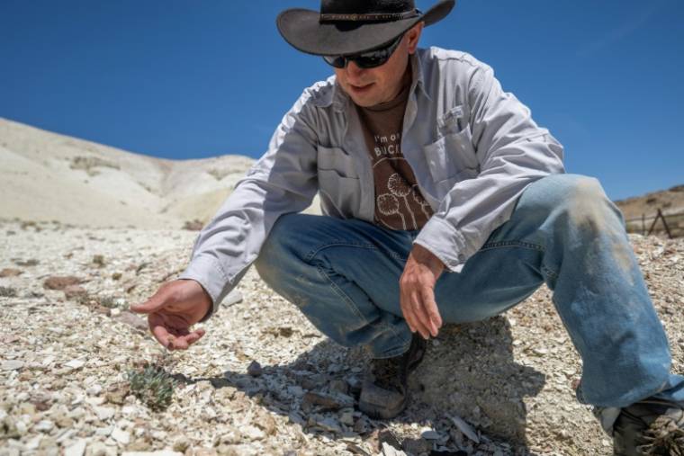 Patrick Donnelly, membre de l'ONG américaine Center for Biodiversity, examine un spécimen de "Tiehm's buckwheat", une fleur unique au monde et menacée par un projet de mine de lithium, sur le site de Rhyolite Ridge, dans le Nevada ( AFP / Robyn Beck )