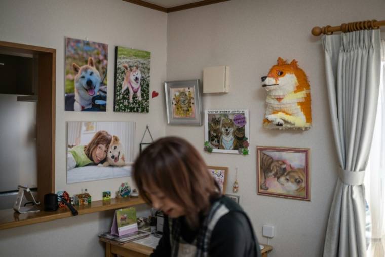 Des photos de Kabosu, la chienne star d'internet, qui a inspiré la crypto-monnaie Dogecoin, au domicile de sa propriétaire Atsuko Sato, le 19 mars 2024 à Sakura, dans la préfecture de Chiba, au Japon ( AFP / Philip FONG )