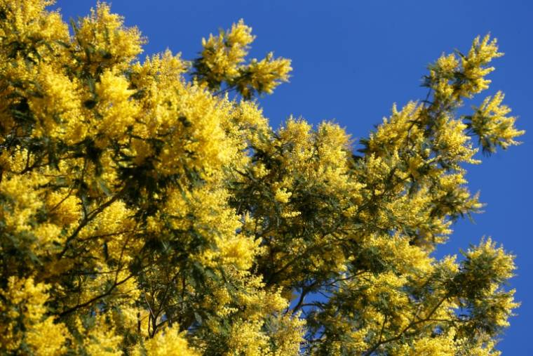Tree of the acacia family, the mimosa comes from the southern hemisphere, more particularly from Australia for"acacia dealbata" Or "winter mimosa"imported by the English in the mid-19th century (AFP / Valery HACHE)