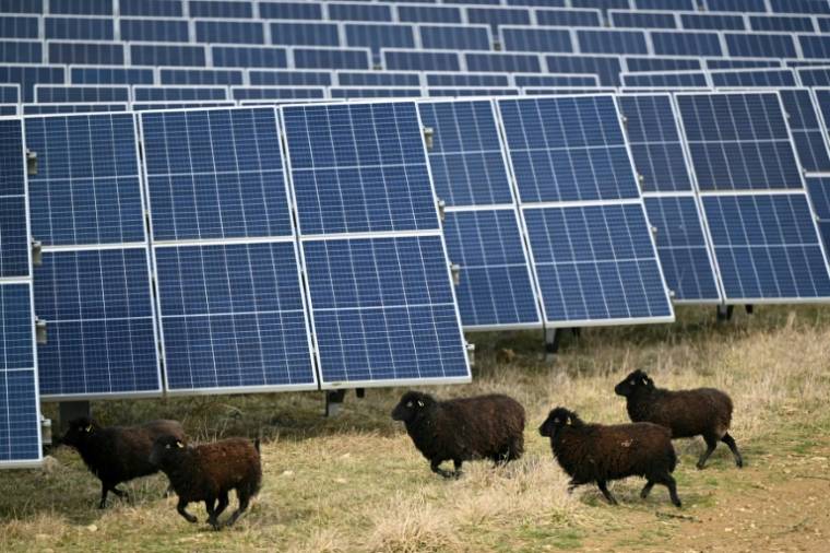 Sheep in the Marcoussis photovoltaic park, February 12, 2024 in Essonne (AFP / Bertrand GUAY)