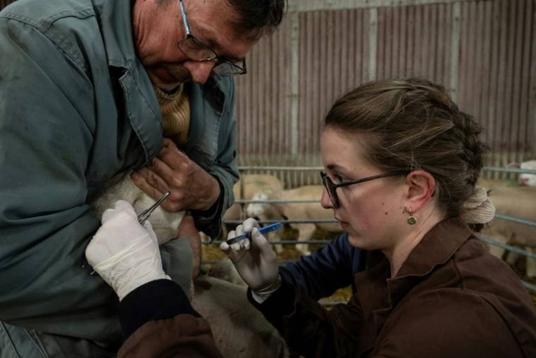 La vétérinaire Marina Abbadie (d), aidée par un agriculteur, enlève les fils de l'œil d'une brebis malade dans une ferme près d'Avallon, le 11 avril 2024 dans l'Yonne ( AFP / ARNAUD FINISTRE )