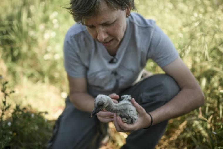 Inês Catry, biologiste chercheuse au Centre d'investigation en biodiversité (Cibio) mesure et pèse un cigogneau à Aljustel, le 4 avrl 2024 au Portugal ( AFP / PATRICIA DE MELO MOREIRA )