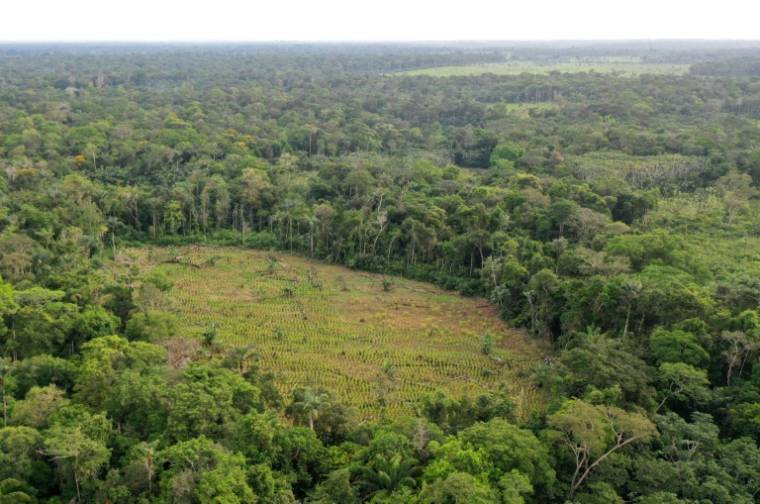 Image aérienne d'une zone déboisée dans la forêt amazonienne, à San José del Guaviare, en Colombie, le 4 novembre 2021 ( AFP / Raul ARBOLEDA )