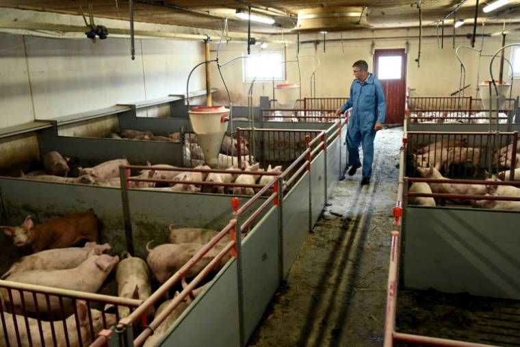 Un élevage porcin à Lynge, au Danemark, le 15 juin 2023 ( AFP / Sergei GAPON )