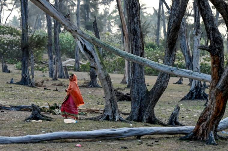 Photo prise le 26 février 2024 d'une femme qui marche entre les arbres victimes de la salinisation du sol non loin du littoral du village de Satabhaya, victime de la montée des eaux, dans l'est de l'Inde ( AFP / Dibyangshu SARKAR )