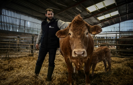 L'éleveur Alexandre Humeau, sa vache Limousine Oupette, égérie du prochain Salon de l'agriculture, et son veau, dans sa ferme à Dienne, le 29 janvier 2025 dans la Vienne ( AFP / Philippe LOPEZ )