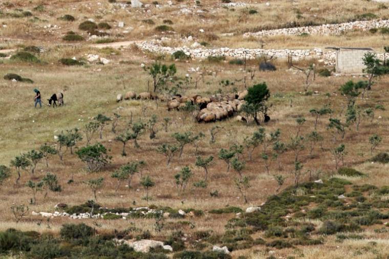 Un berger juif fait paître son troupeau près du village palestinien de Deir Jarir, dans la région de Ramallah, le  25 avril 2024  ( AFP / Zain JAAFAR )