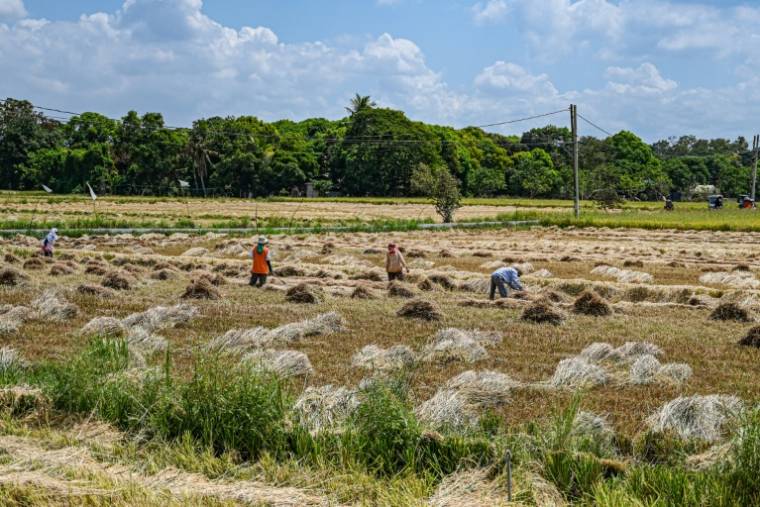 Des agriculteurs travaillent dans une rizière à Bulacan, le 24 avril 2024 aux Philippines ( AFP / JAM STA ROSA )