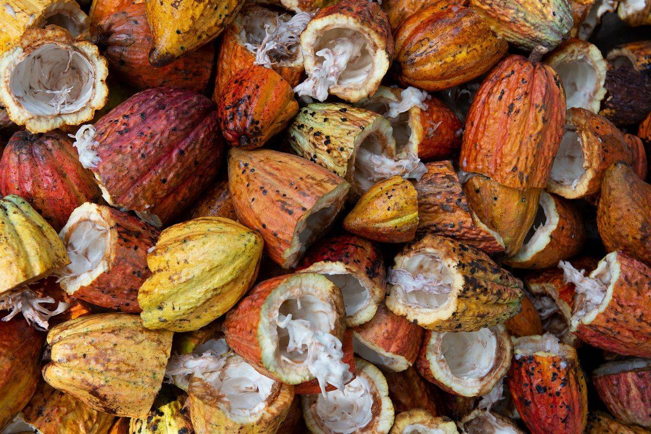 Des fèves de cacao. (Crédits photo : Unsplash - Rodrigo Flores )