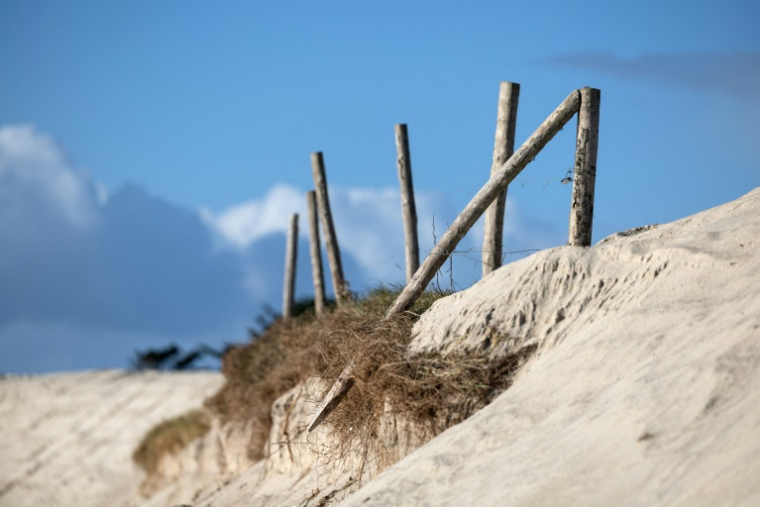 Des troncs d'arbres installés pour empêcher l'érosion de la dune à Treffiagat, dans le Finistère, le 19 décembre 2024 ( AFP / FRED TANNEAU )