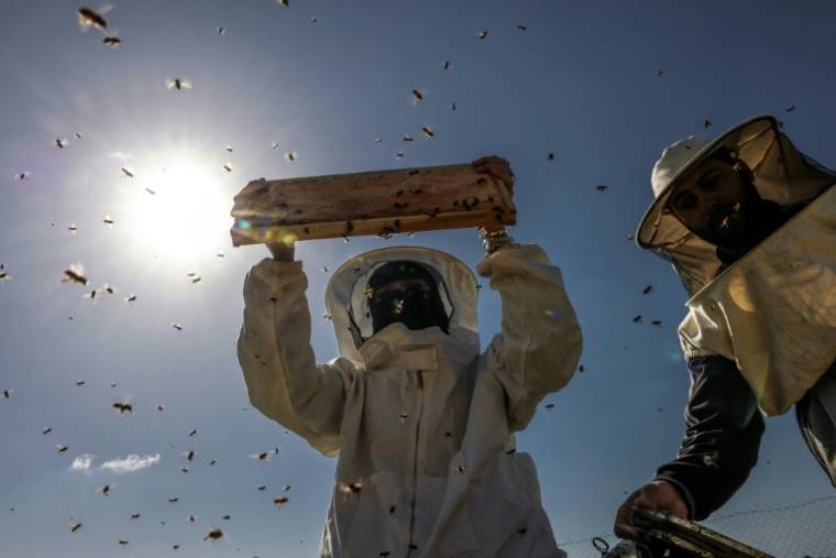 L'apicultrice palestinienne Miassar Khoudair inspecte ses ruches, à l'est du camp de réfugiés de Jabalia, dans la bande de Gaza, le 30 avril 2023 ( AFP / MOHAMMED ABED )