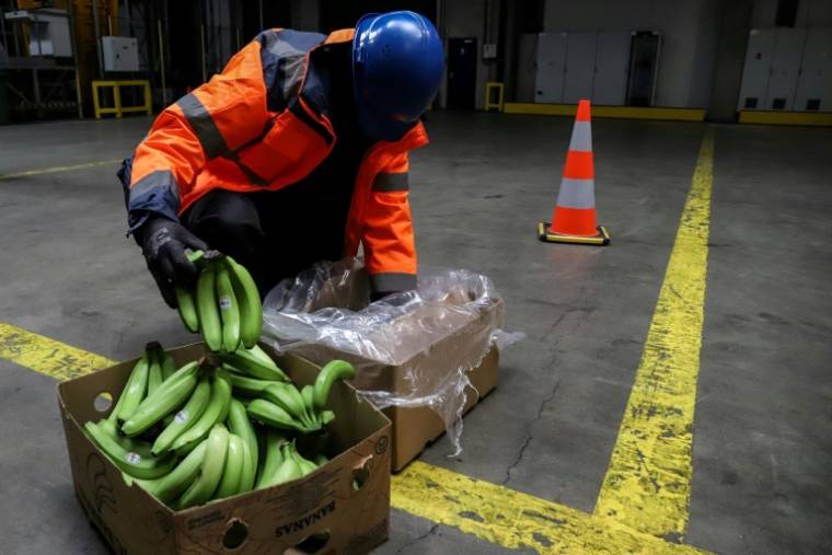 Сотрудник таможни проверяет ящик с бананами в ангаре в порту Антверпена 20 мая 2022 года (AFP/Valeria Mongelli)