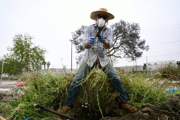 Le volontaire Kreigh Hampel aide à déterrer des plantes pour les faire analyser, sur une friche industrielle à Los Angeles, le 19 mai 2023 ( AFP / Patrick T. Fallon )