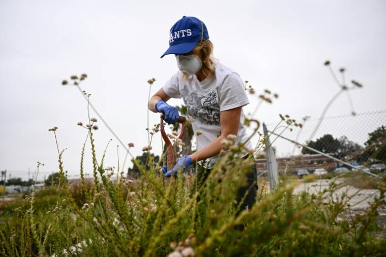 La chercheuse Danielle Stevenson déterre une plante pour la faire analyser, sur une friche industrielle à Los Angeles, le 19 mai 2023 ( AFP / Patrick T. Fallon )