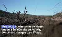 Sécheresse, surproduction: les vignerons audois arrachent leurs vignes la mort dans l'âme