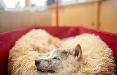La chienne Kabosu, de la race japonaise shiba inu, connue comme le "Doge" sur internet, se repose dans le bureau de sa propriétaire Atsuko Sato, le 19 mars 2024 à Narita, dans la préfecture de Chiba ( AFP / Philip FONG )