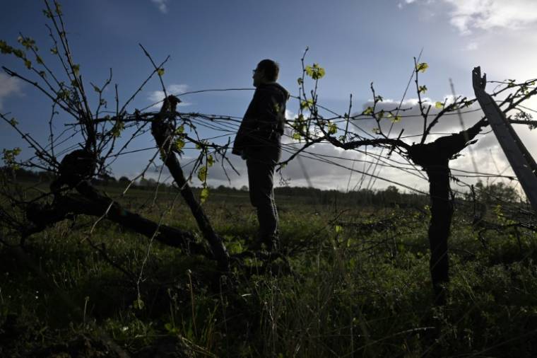 Un viticulteur passe dans ses vignes, le 9 avril 2024 à Saint-Martin-de-Sescas, en Gironde ( AFP / Philippe LOPEZ )