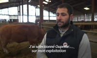 Oupette, vache de race Limousine, égérie du prochain Salon de l'agriculture