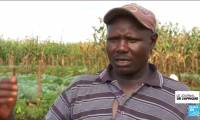 Kenya : "des haricots résistants" face au changement climatique