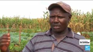 Kenya : "des haricots résistants" face au changement climatique