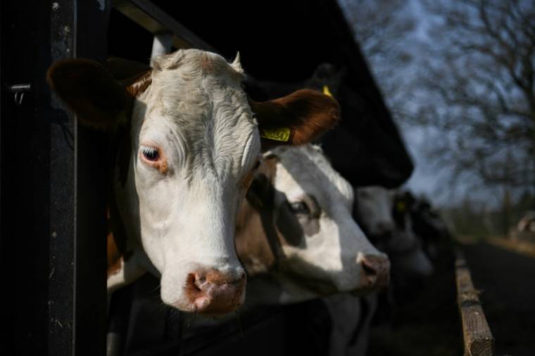 Le Parlement britannique a voté mardi en faveur de l'interdiction de l'exportation d'animaux d'élevage vivants, une décision pionnière pour le Royaume-Uni, qui se démarque de l'Union européenne où cette pratique est toujours en vigueur ( AFP / Daniel LEAL )