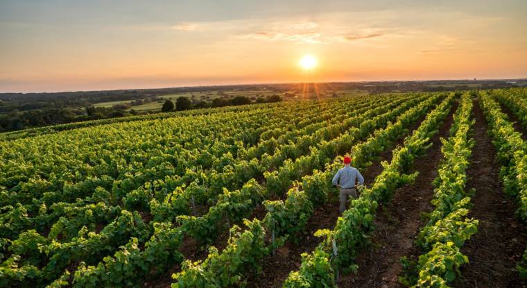L’Île-de-France, cette terre viticole méconnue (Crédits photo : Shutterstock)