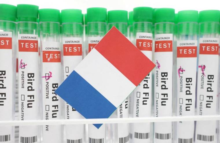 Des tubes à essai étiquetés "Grippe aviaire" et un bout de papier aux couleurs du drapeau national français