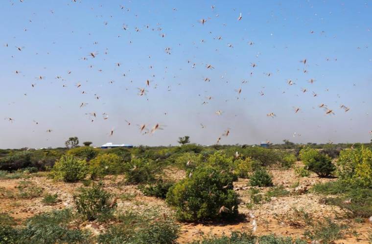 Desert locusts are seen in a grazing land on the outskirt of Dusamareb in Galmudug region