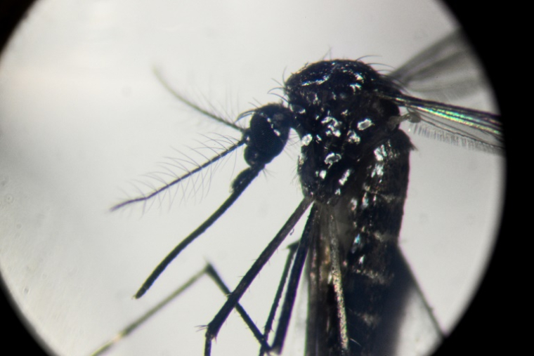 Vue au microscope d'un moustique de l'espèce Aedes aegypti, dans le laboratoire du Centre d'études de parasitologie et vecteurs de l'Institut de recherche CONICET à La Plata, en Argentine, le 26 mars 2024 ( AFP / Luis ROBAYO )