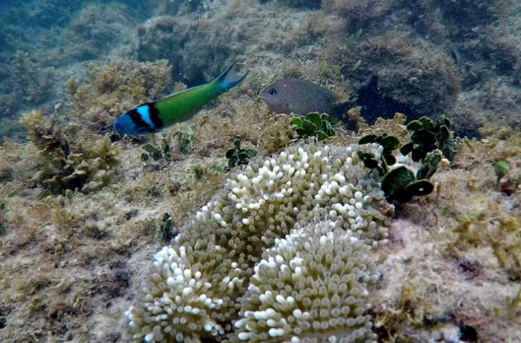 Un récif de corail à Portobelo dans la province de Colon au Panama, le 16 avril 2021 ( AFP / Luis ACOSTA )