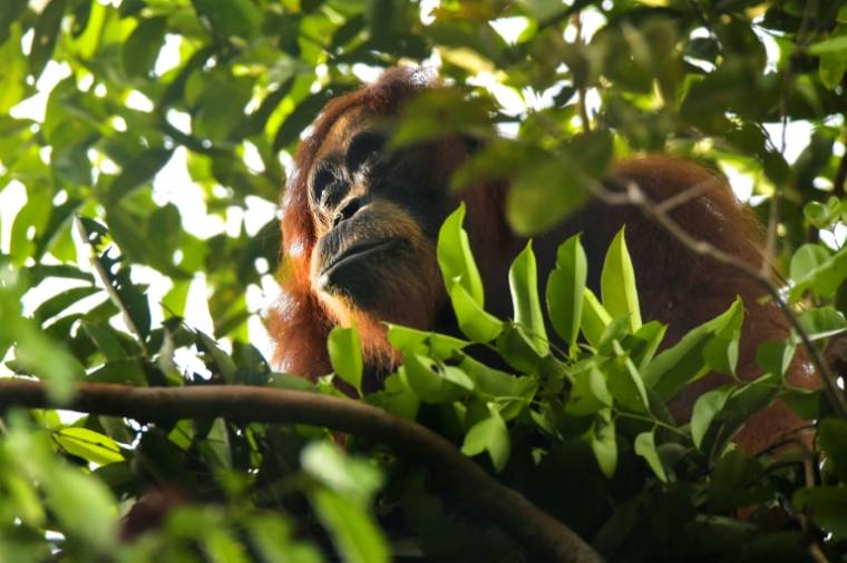 Blessé au visage, un orang-outan de Sumatra s'est soigné avec un pansement fabriqué à partir d'une plante médicinale ( AFP / CHAIDEER MAHYUDDIN )