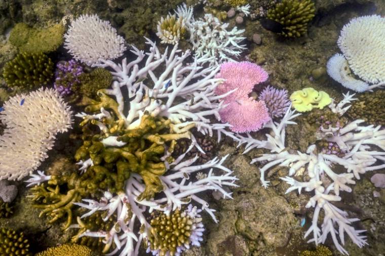 Des coraux blanchis ou morts près de l'île Lizard, sur la Grande Barrière de Corail, à 270 kilomètres de Cairns, le 5 avril 2024 en Australie ( AFP / DAVID GRAY )