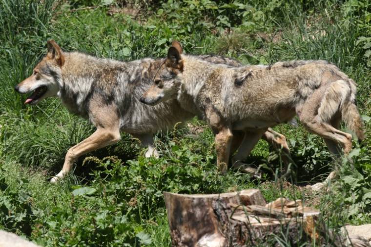 L'estimation du nombre de loups présents en France en 2023 s'est établie à 1.003 individus, en baisse de 9% sur un an ( AFP / RAYMOND ROIG )