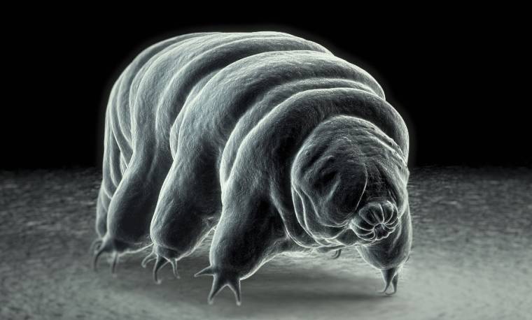 Le tardigrade, ou 'ourson d'eau', ne dépasse jamais les deux millimètres. Et pourtant, il s'agit de l'animal le plus résistant du monde. Il peut notamment encaisser des températures comprises entre -253°C et 150°C, et survivre au vide spatial !
